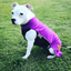 Staffordshire Bull Terrier 1935® Fleece Coat - Purple