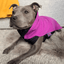 Staffordshire Bull Terrier 1935® Fleece Coat - Purple