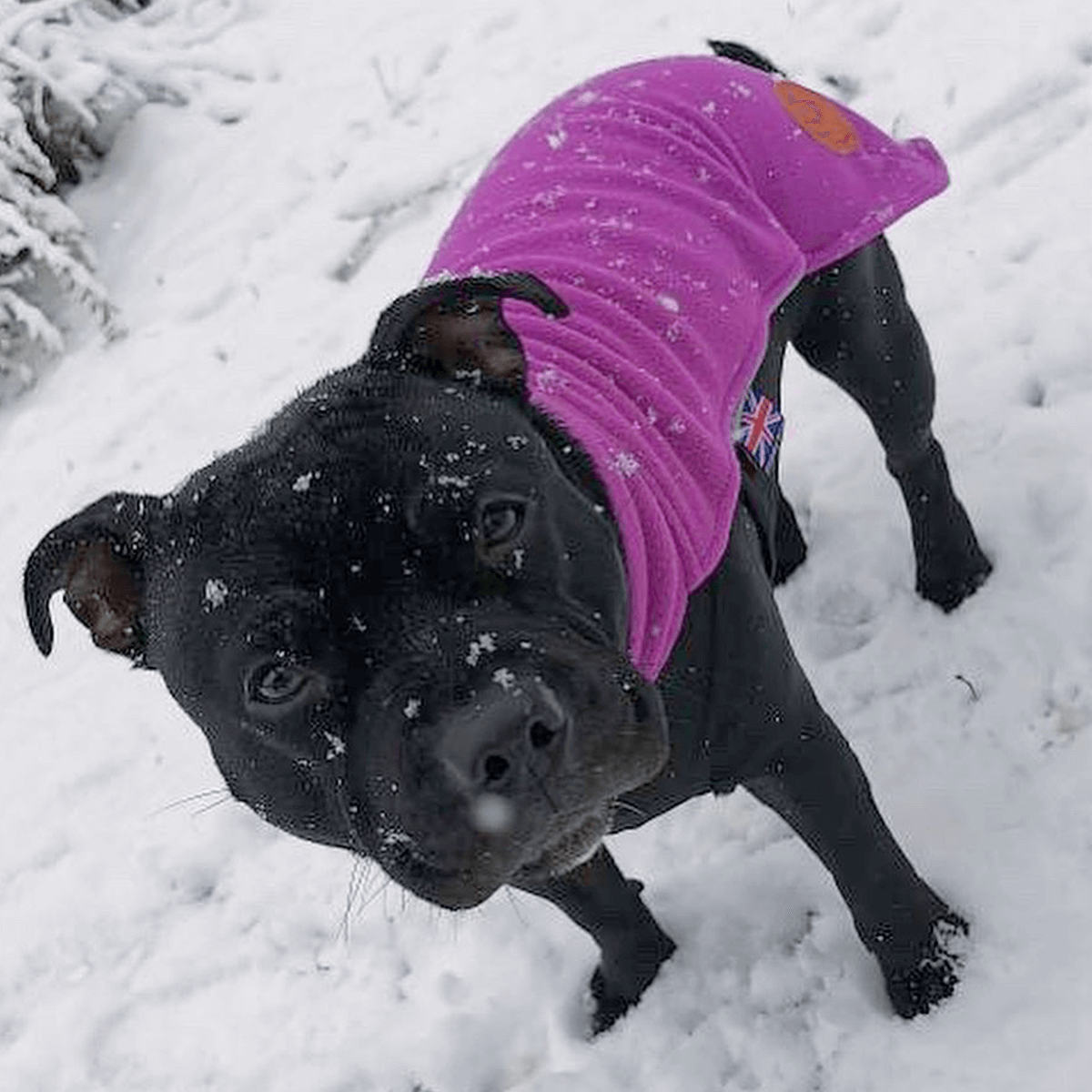 Staffordshire Bull Terrier 1935® Fleece Coat - Purple