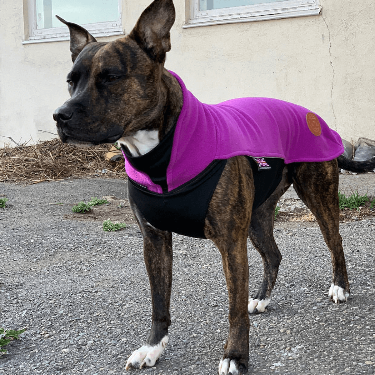 Staffordshire Bull Terrier 1935® Fleece Coat - Purple