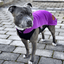 Staffordshire Bull Terrier 1935® Fleece Coat - Purple