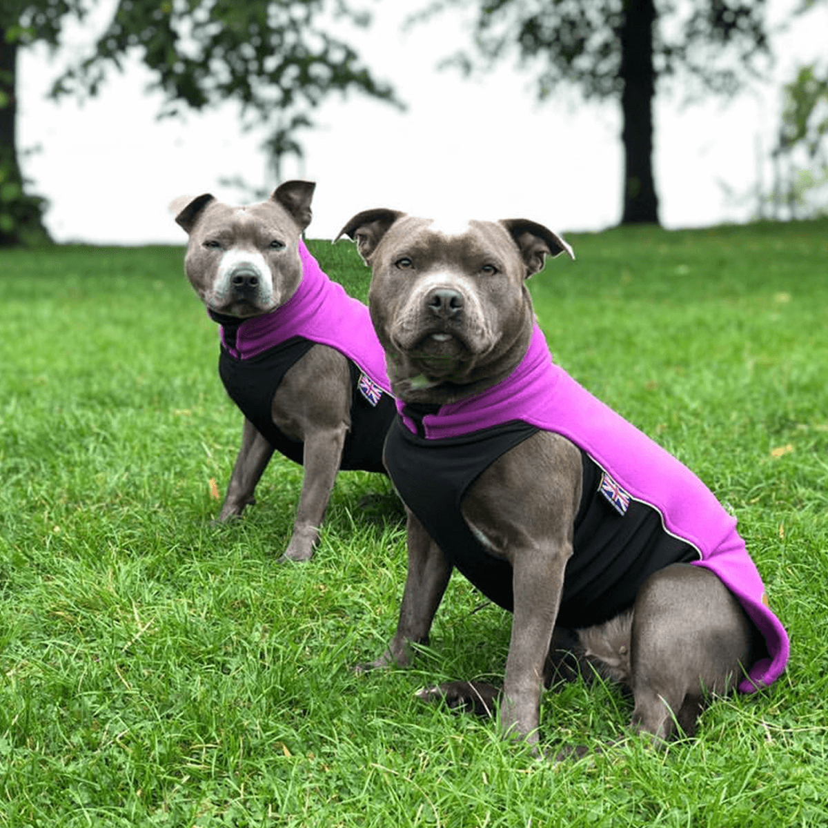 Staffordshire Bull Terrier 1935® Fleece Coat - Purple