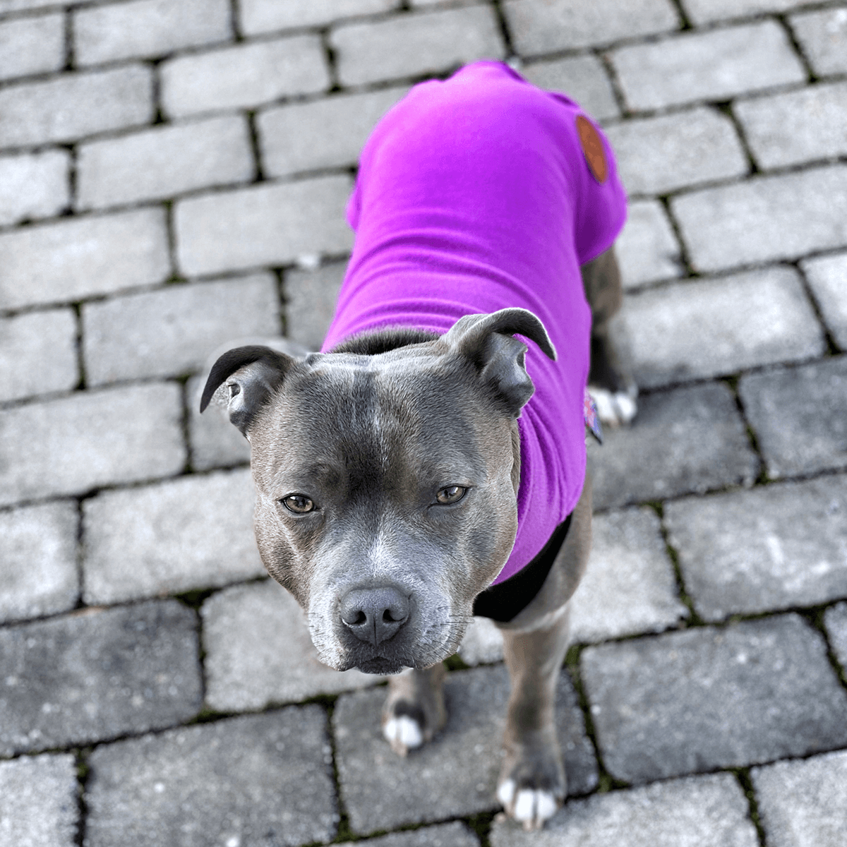 Staffordshire Bull Terrier 1935® Fleece Coat - Purple