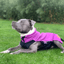 Staffordshire Bull Terrier 1935® Fleece Coat - Purple