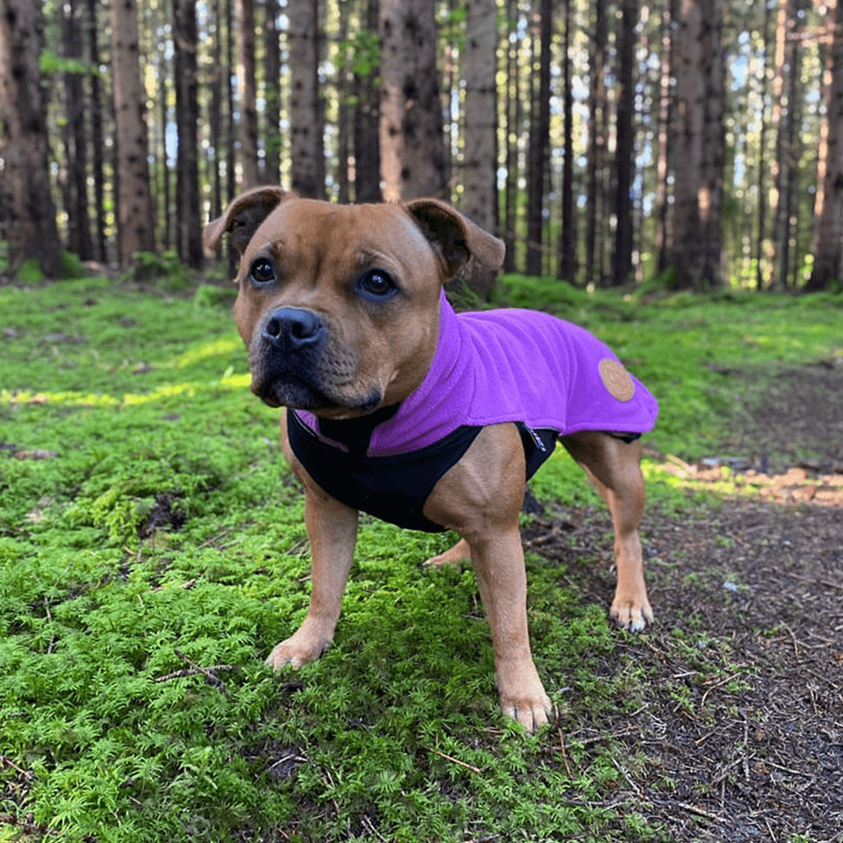 Staffordshire Bull Terrier 1935® Fleece Coat - Purple