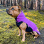 Staffordshire Bull Terrier 1935® Fleece Coat - Purple