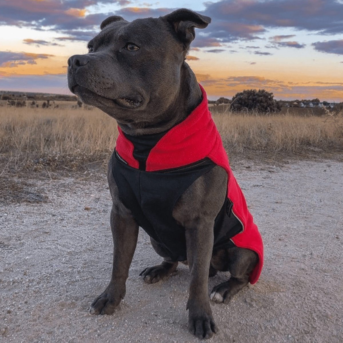 Staffordshire Bull Terrier 1935® Manteau Polaire - Rouge