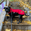 Staffordshire Bull Terrier 1935® Fleece Coat - Red