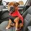 Staffordshire Bull Terrier 1935® Fleece Coat - Red