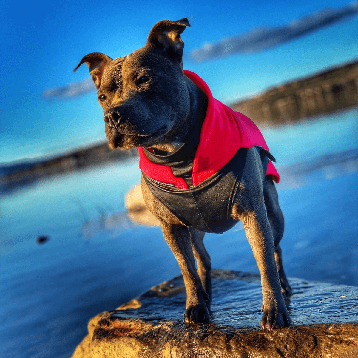 Staffordshire Bull Terrier 1935® Fleece Coat - Red