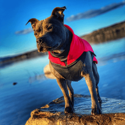 Staffordshire Bull Terrier 1935® Manteau Polaire - Rouge