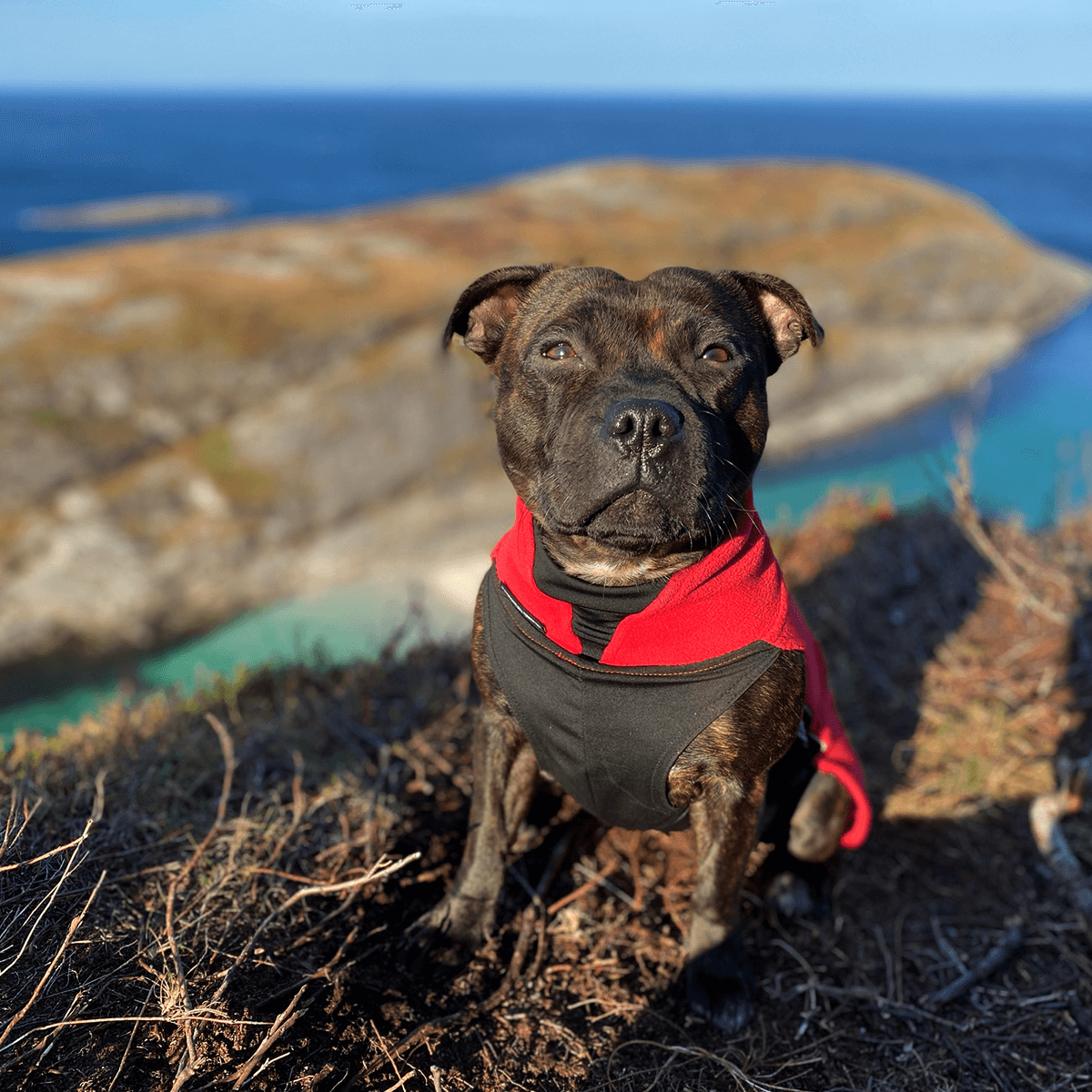 Staffordshire Bull Terrier 1935® Fleece Coat - Red