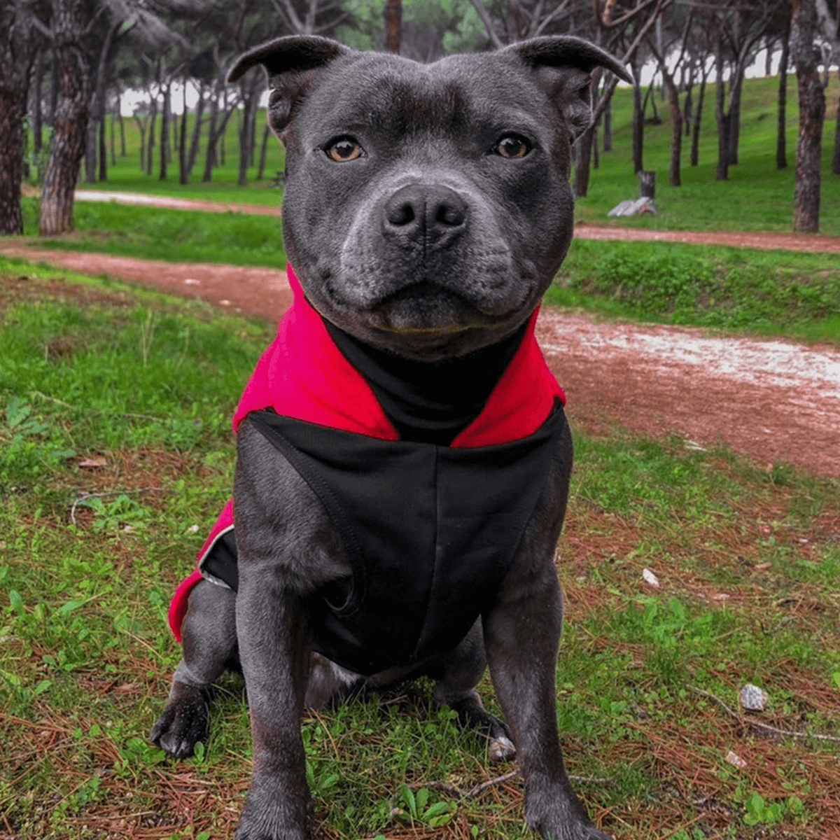 Staffordshire Bull Terrier 1935® Fleece Coat - Red