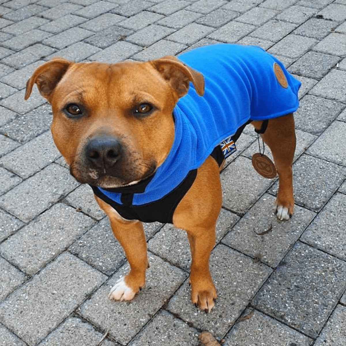 Staffordshire Bull Terrier 1935 Fleece CoatStaffy Fleece Coat - Staffordshire Bull Terrier 1935®