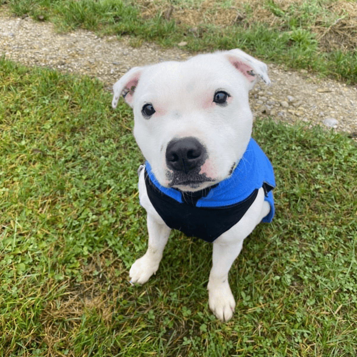 Staffy Fleece Coat - Staffordshire Bull Terrier 1935®