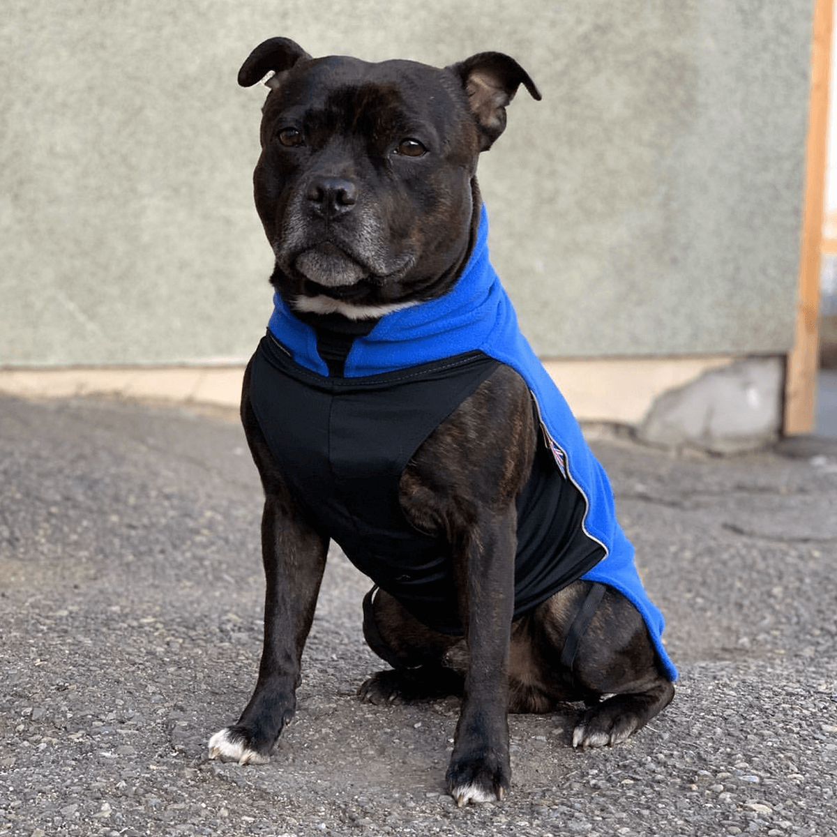 Staffordshire Bull Terrier 1935 Fleece CoatStaffy Fleece Coat - Staffordshire Bull Terrier 1935®