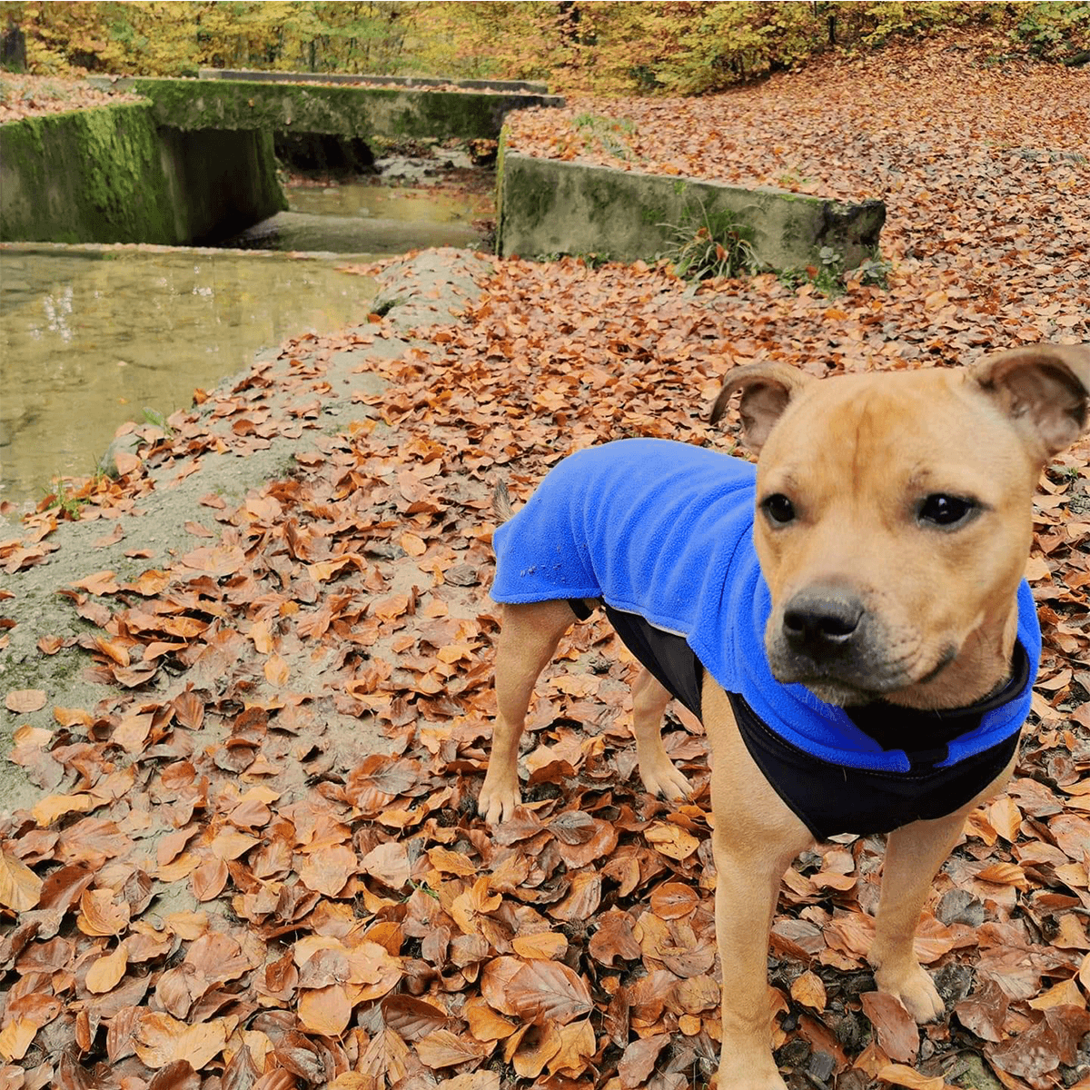 Staffordshire Bull Terrier 1935 Fleece Coat