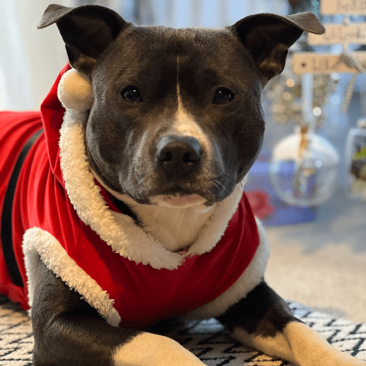 Staffordshire Bull Terrier Santa Suit - Staffordshire Bull Terrier 1935®