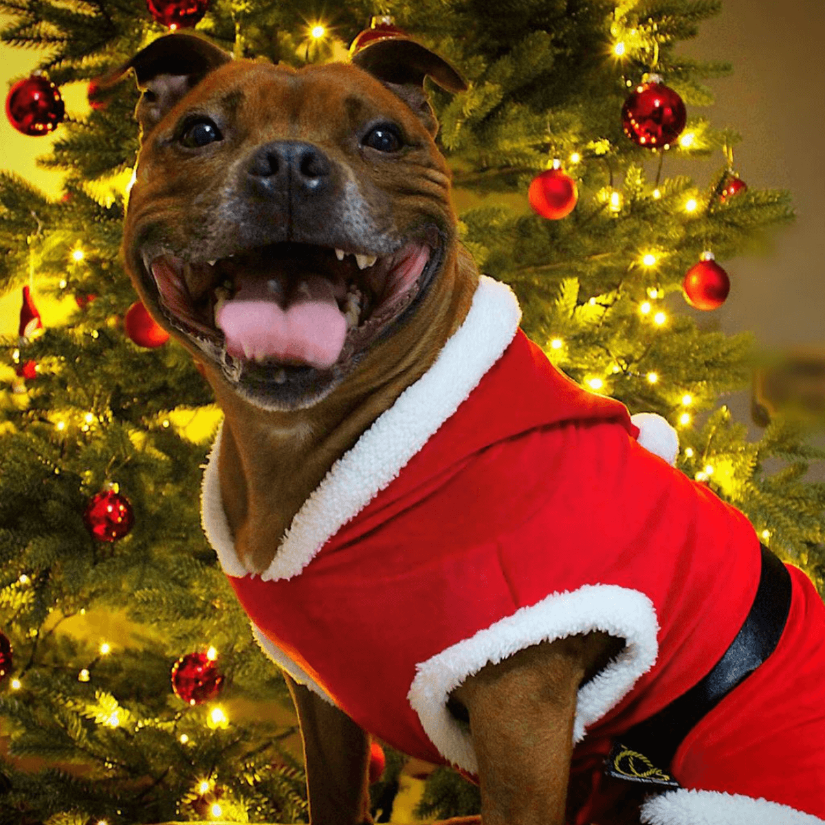 Staffordshire Bull Terrier Santa Suit - Staffordshire Bull Terrier 1935®