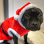 Staffordshire Bull Terrier Santa Suit - Staffordshire Bull Terrier 1935®