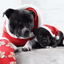 Staffordshire Bull Terrier Santa Suit - Staffordshire Bull Terrier 1935®