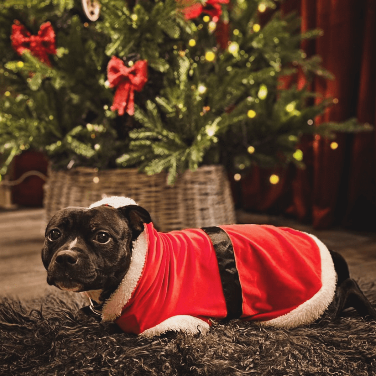 Staffordshire Bull Terrier Santa Suit - Staffordshire Bull Terrier 1935®