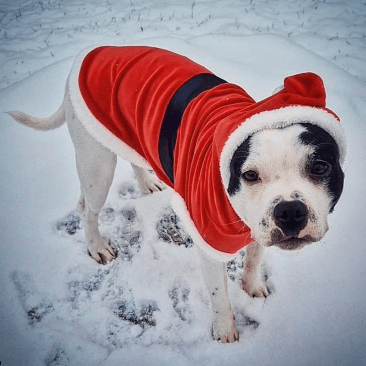 Staffordshire Bull Terrier Santa Suit - Staffordshire Bull Terrier 1935®