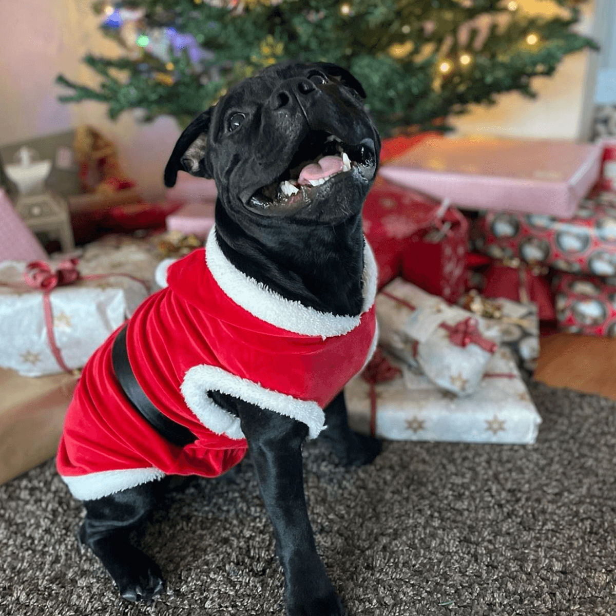 Staffordshire Bull Terrier Santa Suit - Staffordshire Bull Terrier 1935®