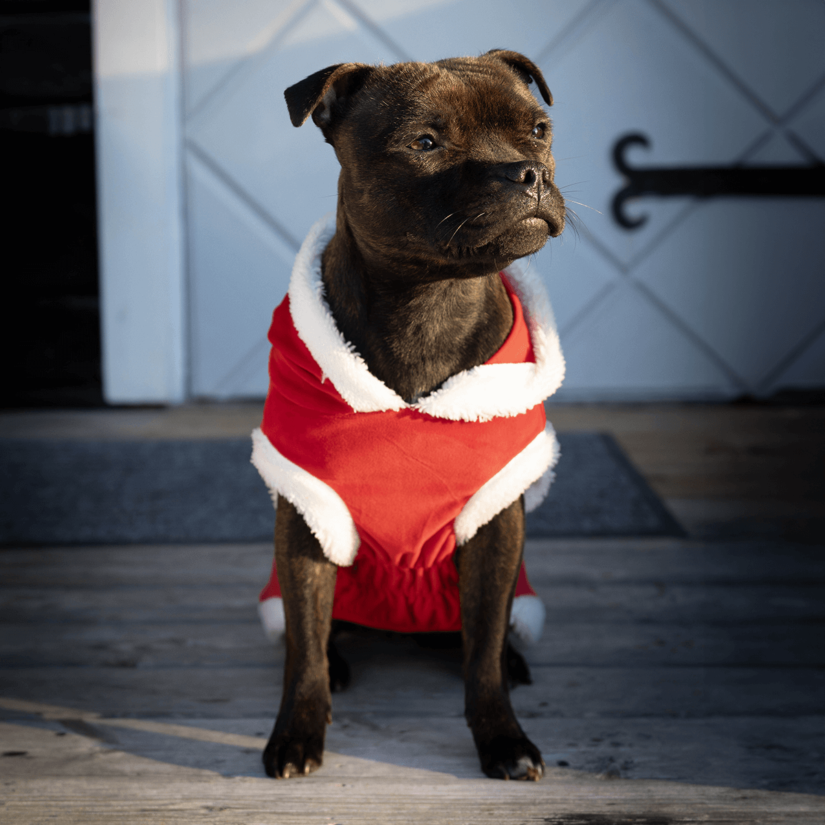 Staffordshire Bull Terrier 1935® Costume de Noël