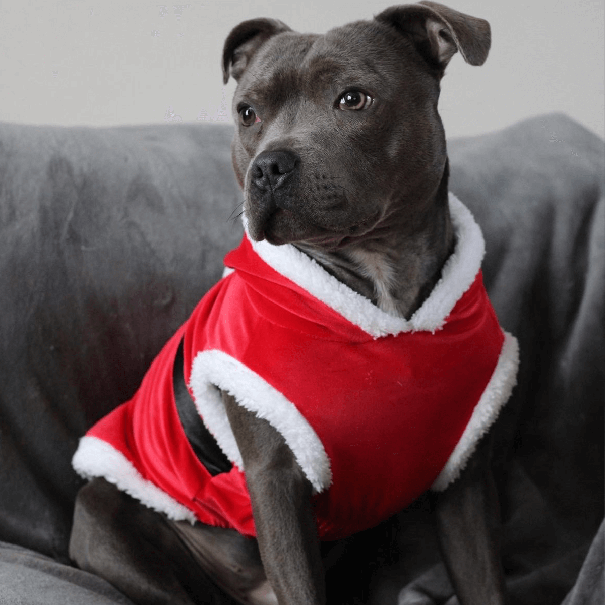 Staffordshire Bull Terrier Santa Suit - Staffordshire Bull Terrier 1935®