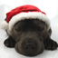 Staffordshire Bull Terrier Santa Suit - Staffordshire Bull Terrier 1935®