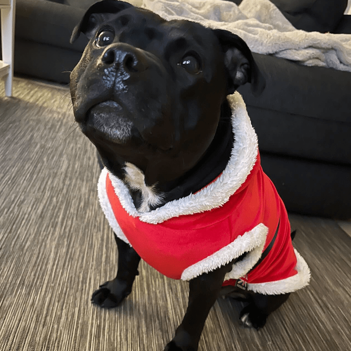 Staffordshire Bull Terrier Santa Suit - Staffordshire Bull Terrier 1935®