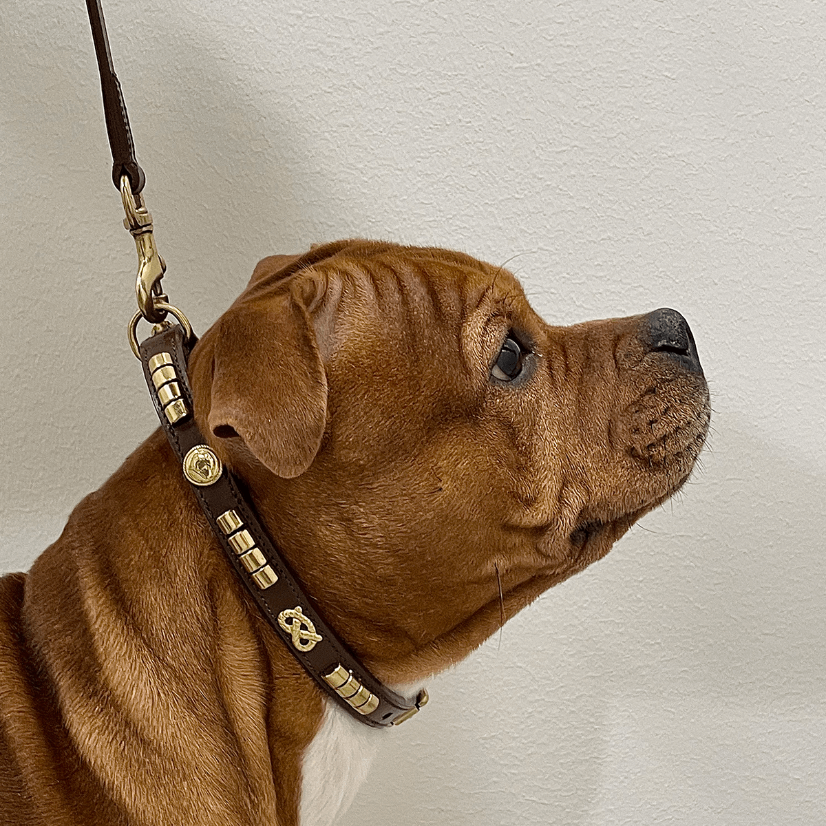 Staffordshire Bull Terrier Show Collar & Leash Set - Staffordshire Bull Terrier 1935®