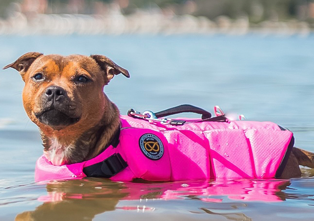 staffordshire bull terrier life jacket aka staffy life vest for swimming