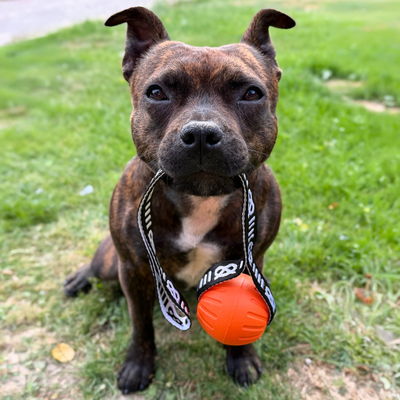 Staffordshire Bull Terrier 1935® Träningsboll med Handtag - Orange