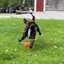 Staffordshire Bull Terrier 1935® Fetch Ball w Handle - Orange