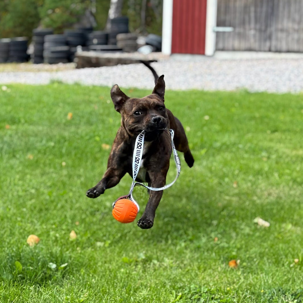 Staffordshire Bull Terrier 1935® Fetch Ball w Handle - Orange