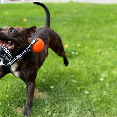 Staffordshire Bull Terrier 1935® Träningsboll med Handtag - Orange