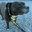 Staffordshire Bull Terrier 1935® Collier et Laisse en Cuir - Gentlemen Jim - Noir et Or