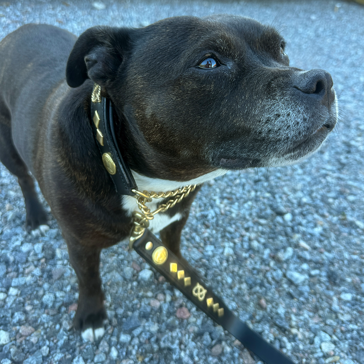 Staffordshire Bull Terrier 1935® Collier et Laisse en Cuir - Gentlemen Jim - Noir et Or