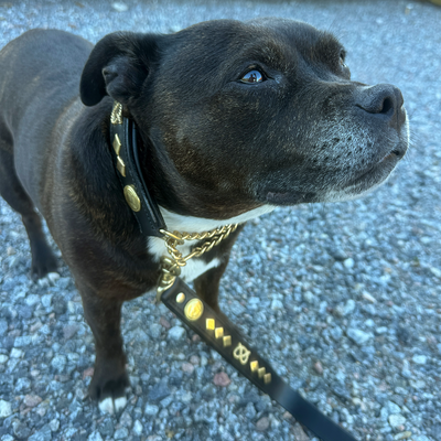 Staffordshire Bull Terrier 1935® Leather Chain Collar & Leash Set - Gentlemen Jim - Black & Gold