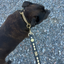 Staffordshire Bull Terrier 1935® Collier et Laisse en Cuir - Gentlemen Jim - Noir et Or