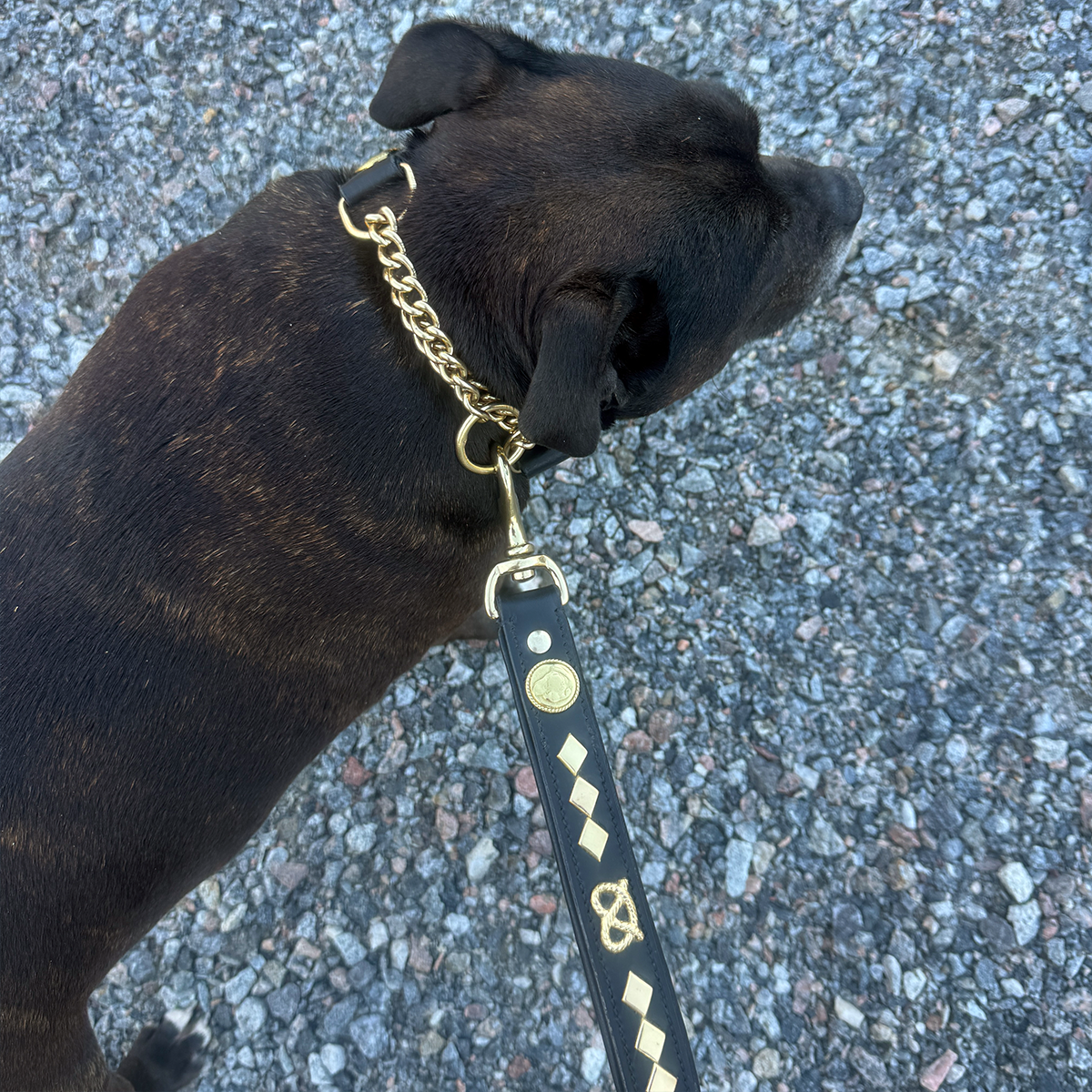 Staffordshire Bull Terrier 1935® Collier et Laisse en Cuir - Gentlemen Jim - Noir et Or