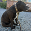 Staffordshire Bull Terrier 1935® Collier et Laisse en Cuir - Gladiator - Marron et Or