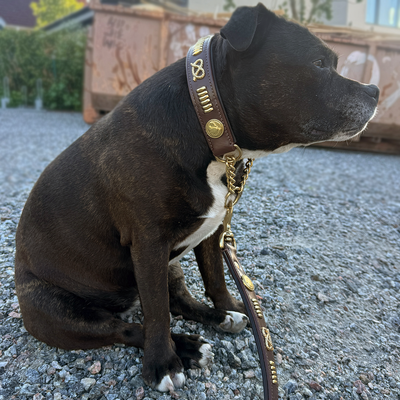 Staffordshire Bull Terrier 1935® Leather Chain Collar & Leash Set - Gladiator - Brown & Gold