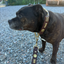 Staffordshire Bull Terrier 1935® Collier et Laisse en Cuir - Gladiator - Marron et Or