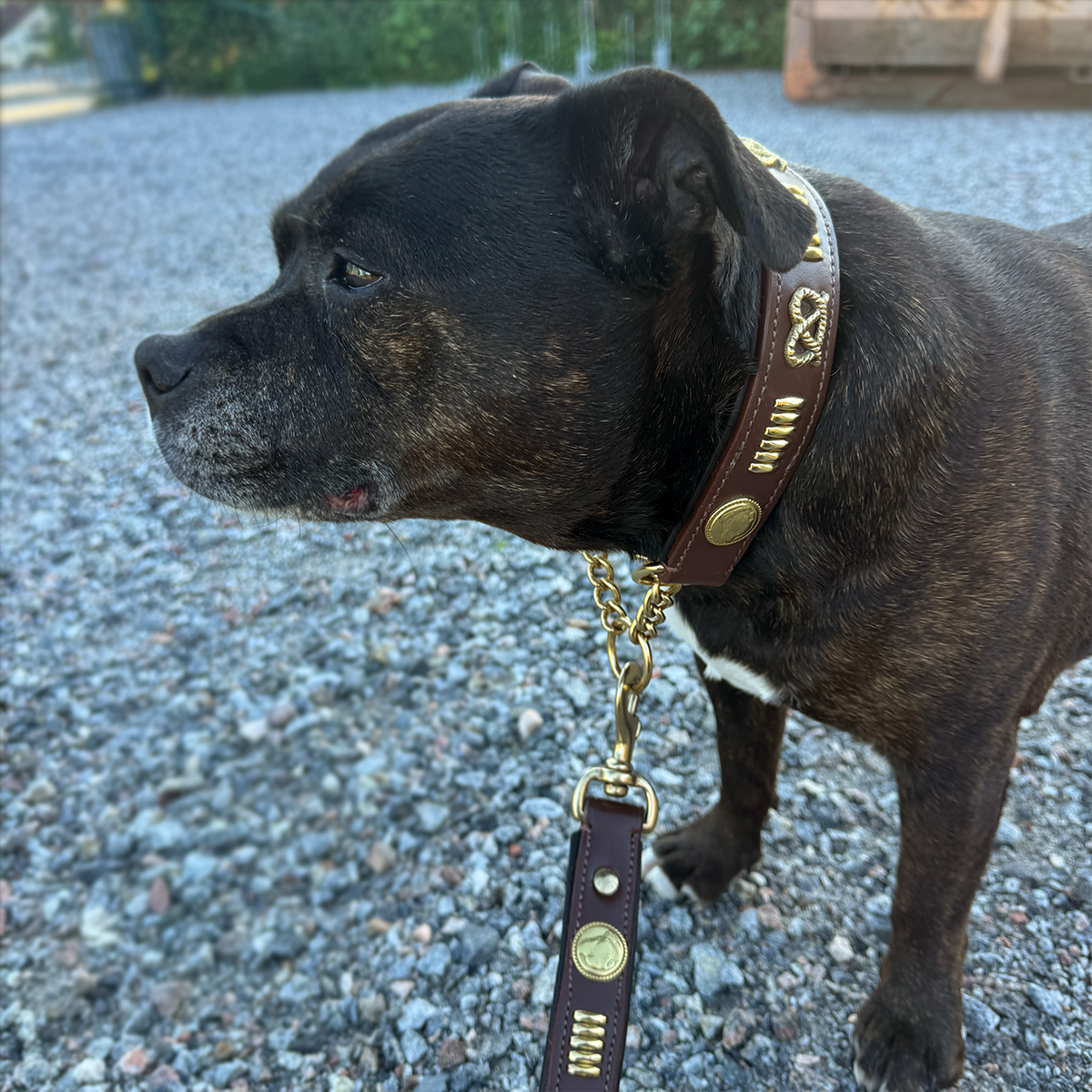 Staffordshire Bull Terrier 1935® Collier et Laisse en Cuir - Gladiator - Marron et Or