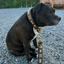 Staffordshire Bull Terrier 1935® Collier et Laisse en Cuir - Gladiator - Marron et Or