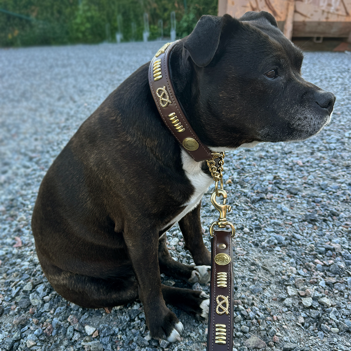 Staffordshire Bull Terrier 1935® Collier et Laisse en Cuir - Gladiator - Marron et Or