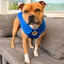 Staffordshire Bull Terrier 1935® Gilet de Refroidissement - Bleu
